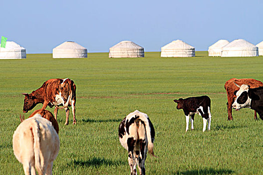草原,牧场,蒙古包,牛
