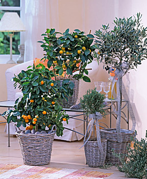 柑橘,苦橙,欧橄榄,橄榄树