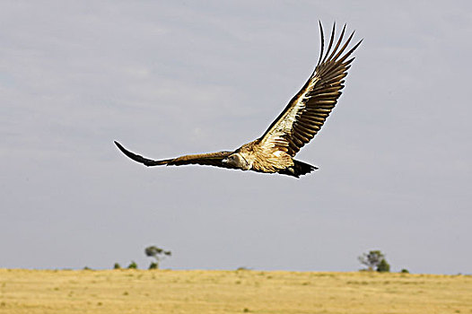 非洲,白色,后背,秃鹰,白背秃鹫,飞行,马赛马拉,公园,肯尼亚