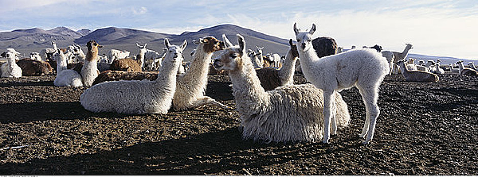 羊驼,农场,阿雷基帕,秘鲁