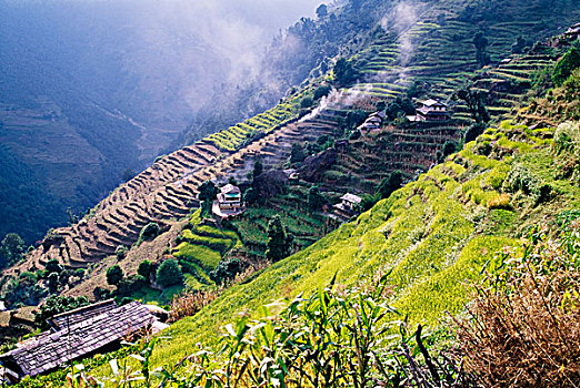 梯田,安娜普纳地区,尼泊尔