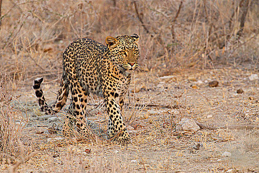 豹,漫游,领土,埃托沙国家公园,纳米比亚,非洲
