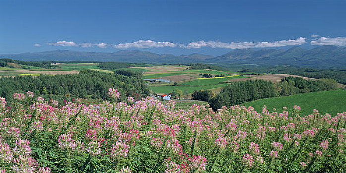 花园,山