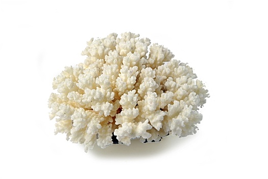 珊瑚,白色,白色背景