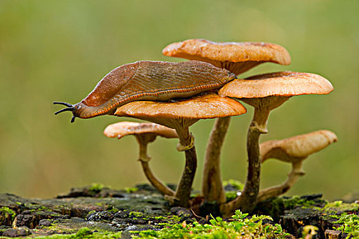 西班牙,蛞蝓属,阿勇蛞蝓科,暗色,蜂蜜,菌类,奥氏蜜环菌,下萨克森,德国,欧洲