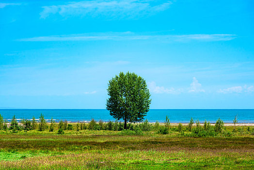 夏季青海湖畔草场上一棵绿色的树