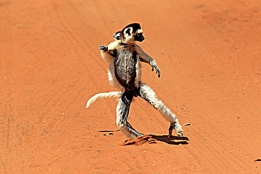 马达加斯加狐猴,维氏冕狐猴,成年,女性,幼兽,跳跃,贝伦提保护区,马达加斯加,非洲