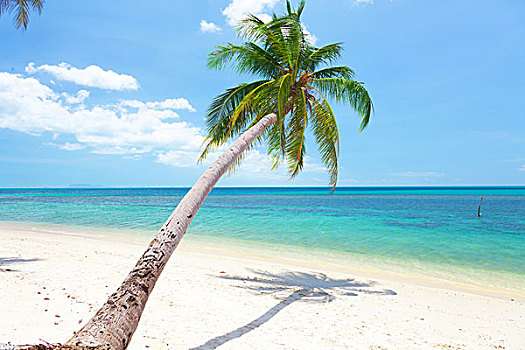 热带沙滩,椰树,苏梅岛,泰国