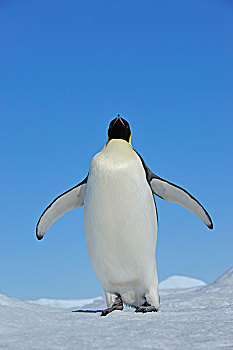 成年,帝企鹅,雪丘岛,南极半岛,南极