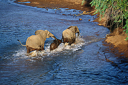 非洲象,穿过,河,克鲁格国家公园,南非