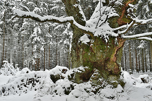 橡树,雪中