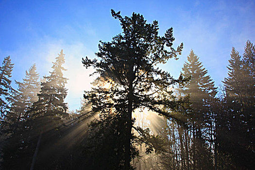 太阳,晨雾,树,快乐谷,俄勒冈,美国