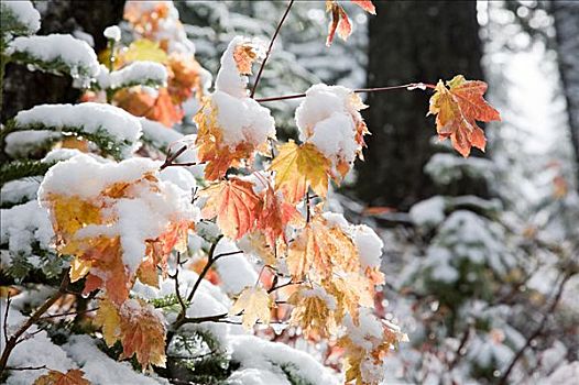 积雪,叶子