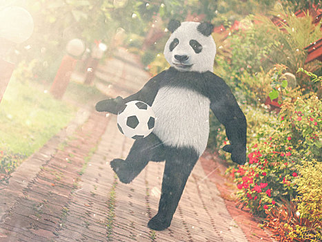 熊猫,球员,追逐,足球,脚,背景,胜地,泰国,杂耍,球,熊,铺路石,道路,伸展,远景,边缘,红色,热带,花