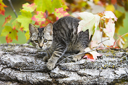 肖像,小猫