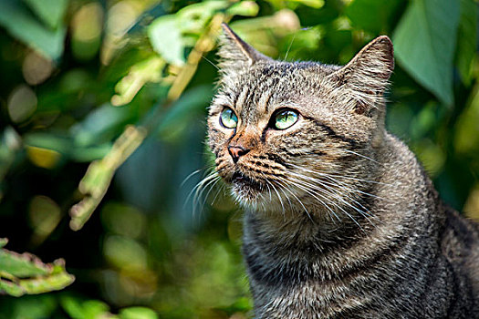 台湾观光景点猴硐猫村,猫村小路上的可爱的猫猫