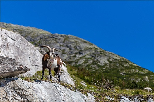 山羊,阿尔卑斯山