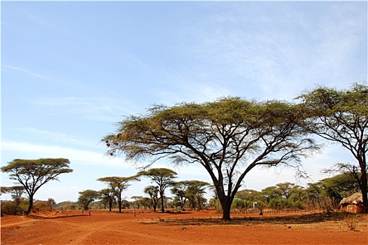 非洲,大草原