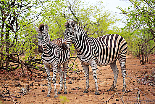 白氏斑马,马,斑马,老,动物,小动物,克鲁格国家公园,南非,非洲