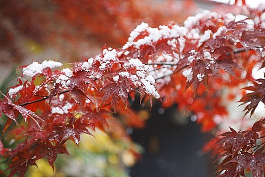 红叶,遮盖,雪