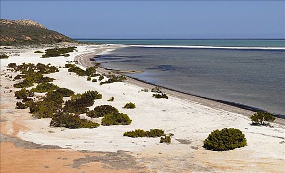 麦尔斯堡海滩,鲨鱼湾,世界遗产,西澳大利亚,澳大利亚