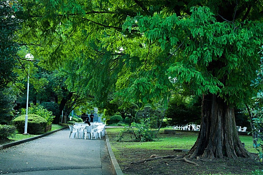 日本东京上野公园,夏天清凉的宁静的公园绿树