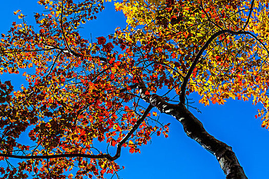 仰视,落叶树,蓝天