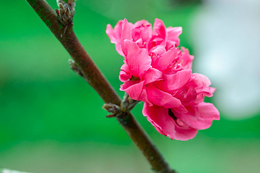 台湾樱花季,盛开的粉红色八重樱