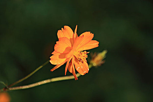 硫华菊,黄秋英,黄波斯菊