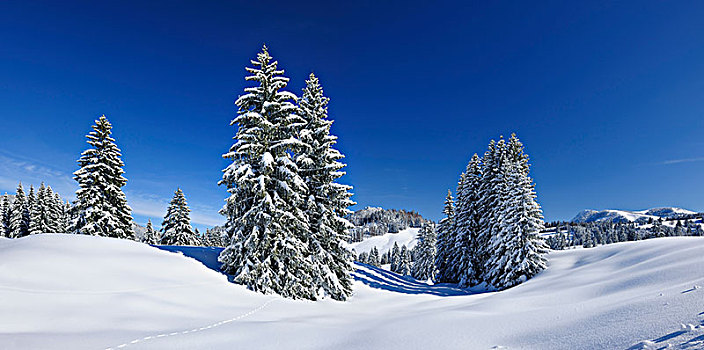 雪,冬季风景,阿尔卑斯山,靠近,巴特辛德朗,巴伐利亚,德国,欧洲