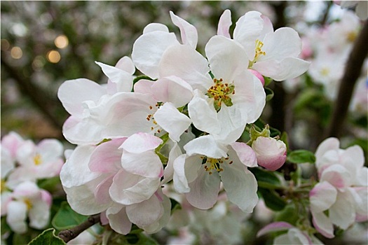 苹果树,开花,春天