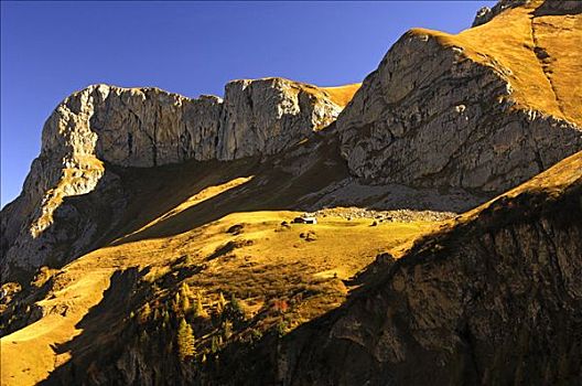 秋天,高山牧场,自然,保护区,靠近,瑞士,欧洲