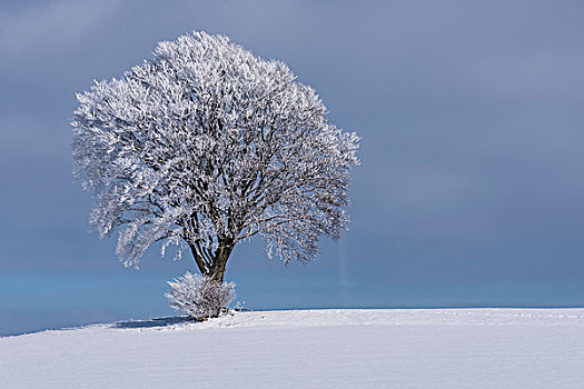 落叶树,白霜,雪,冬季风景,萨克森,德国,欧洲