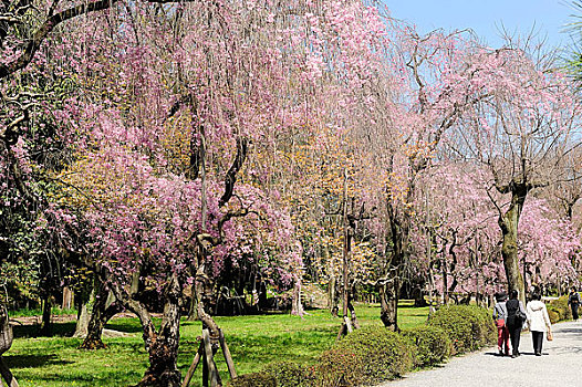 日本,京都,二条城,花园,樱桃树,开花