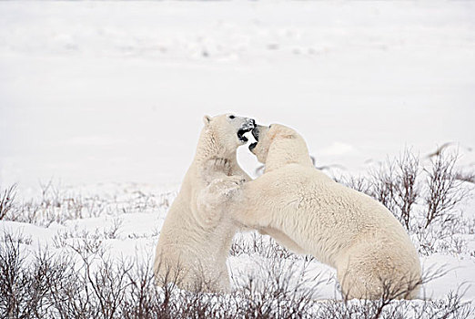 两个,北极熊,打闹,尖锐,猎捕,技能,等待,冰,冰冻,上方,哈得逊湾,丘吉尔市,曼尼托巴,加拿大