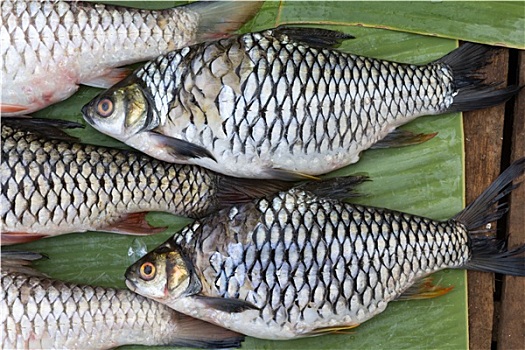 鲜鱼,湄公河