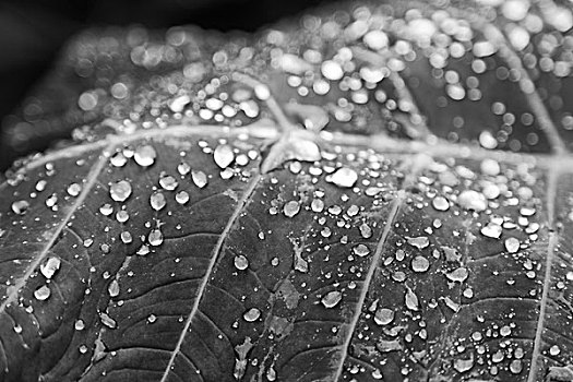 叶子,雨,背景,壁纸