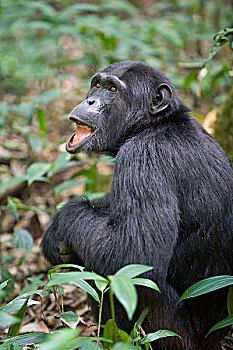 黑猩猩,类人猿,展示,兴趣,高处,风景,下坠,西部,乌干达