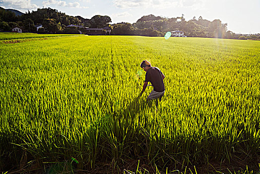 稻米,农民,站立,地点,绿色,作物,稻田,茂密