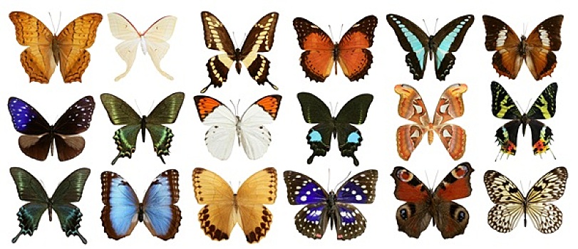 蝴蝶,收集,彩色,隔绝,白色背景