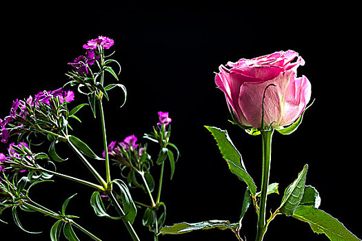 粉红玫瑰,背景,填加,花,隔绝,小,花束