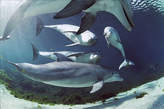 宽吻海豚,群,游泳,夏威夷