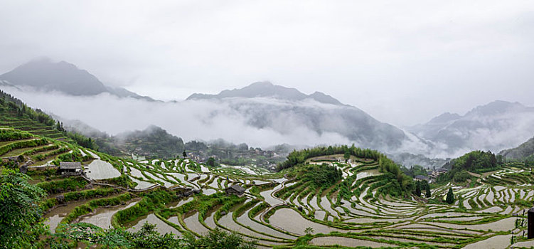 浙江丽水云和高山梯田稻田烟雨朦胧风光