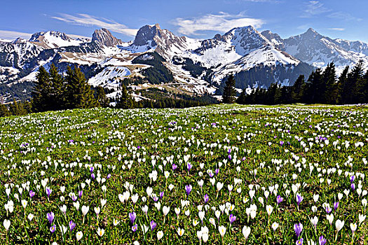 花,藏红花,草地,伯尔尼阿尔卑斯山,山,背影,伯恩,瑞士,欧洲