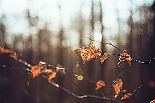 秋叶,阳光,树林