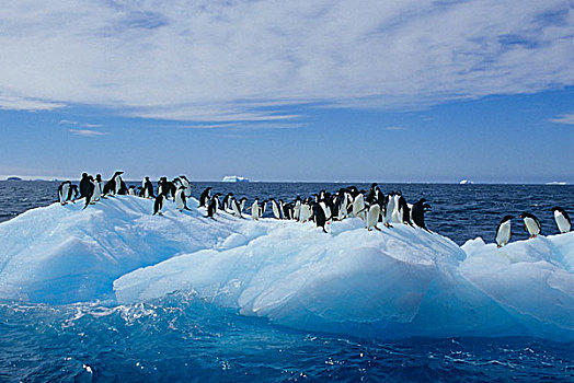 南极,保利特岛,阿德利企鹅
