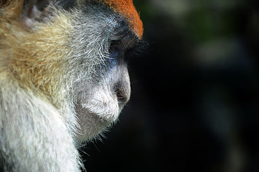 动物园里眷养的野生动物动物猴子