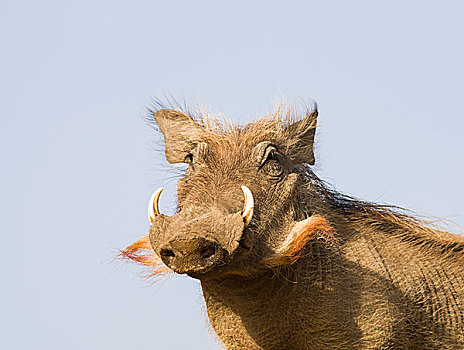 普通,疣猪,焦奇,国家公园,塞内加尔,非洲