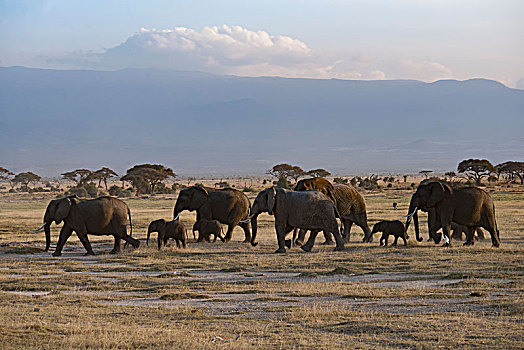 非洲大象127