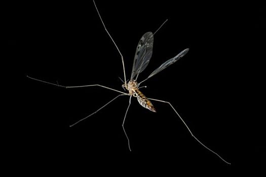 大蚊,飞行,飞,夜晚,气候温和,俄勒冈